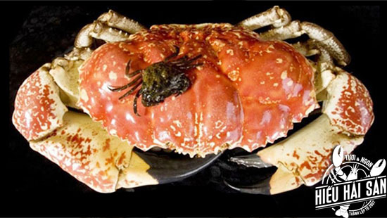 cua-uc-tasmania-crab-size